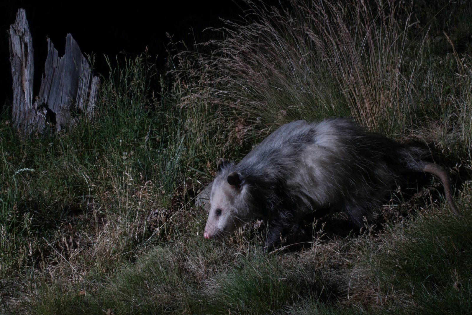 The Benefits of Opossums in Your Yard