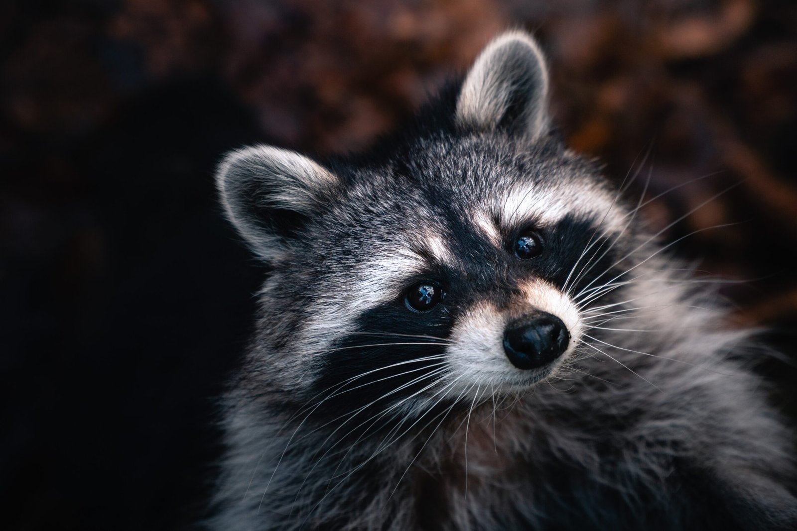 Nuisance Raccoon Damages to an Attic and Remediation
