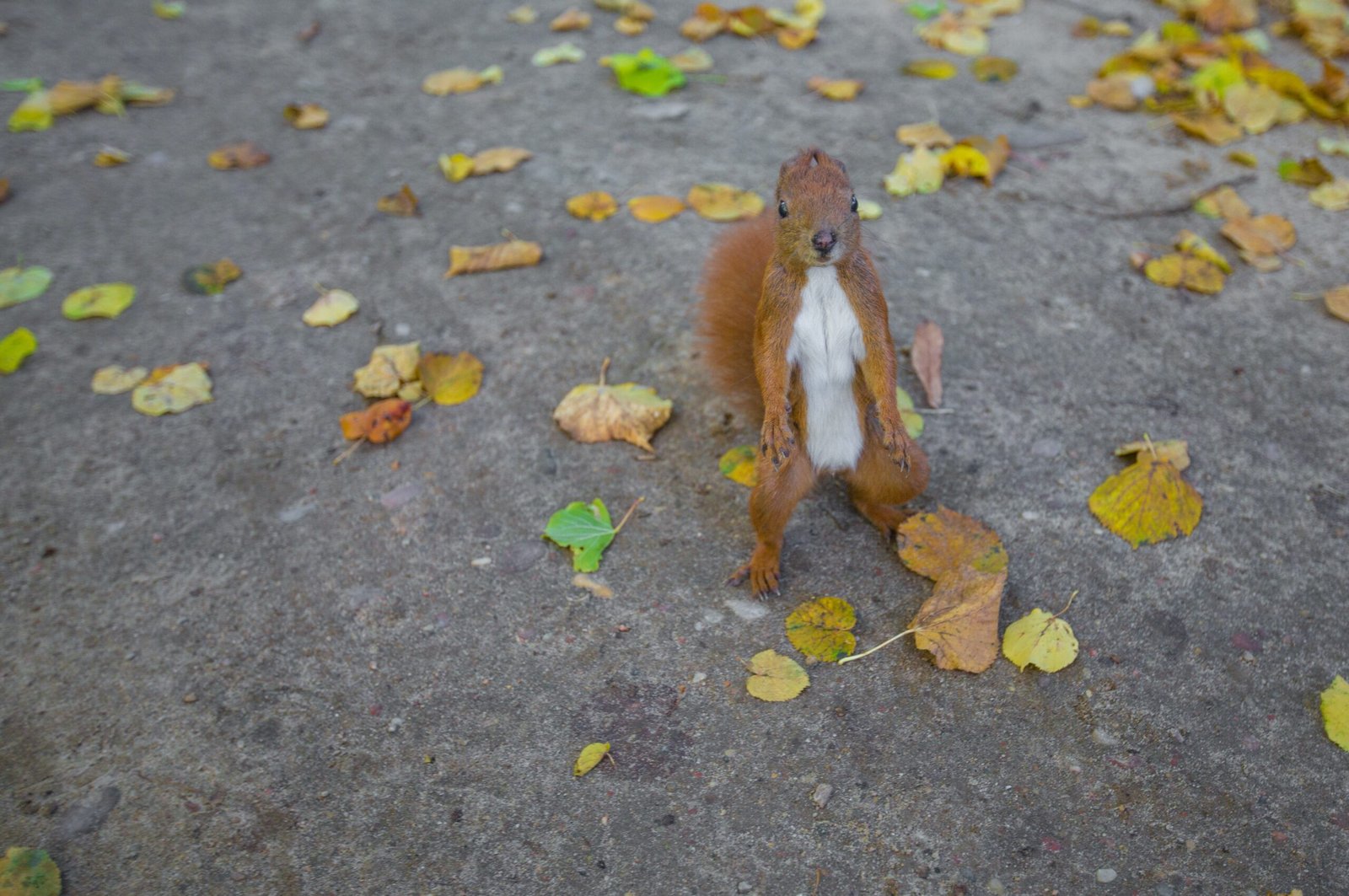 brown squirrel on pavement
