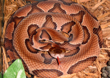 Dangers and Treatment for Copperhead Bites