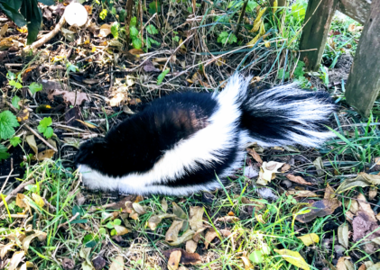 Animal Proofing Your Deck: Preventing Skunks and Other Wildlife