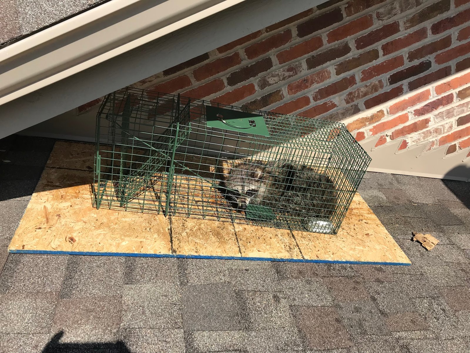 Benefits Of Hiring A Professional Wildlife Removal Company Vs Diy Animal Removal